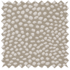 Speckle Shell